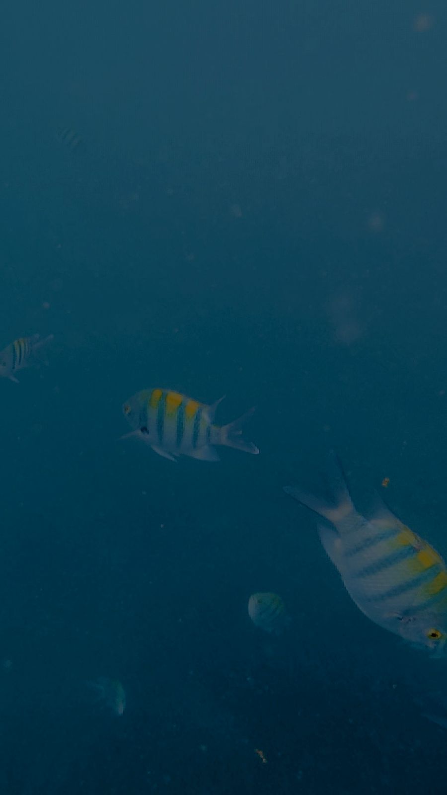 Fish at Snoopy Island