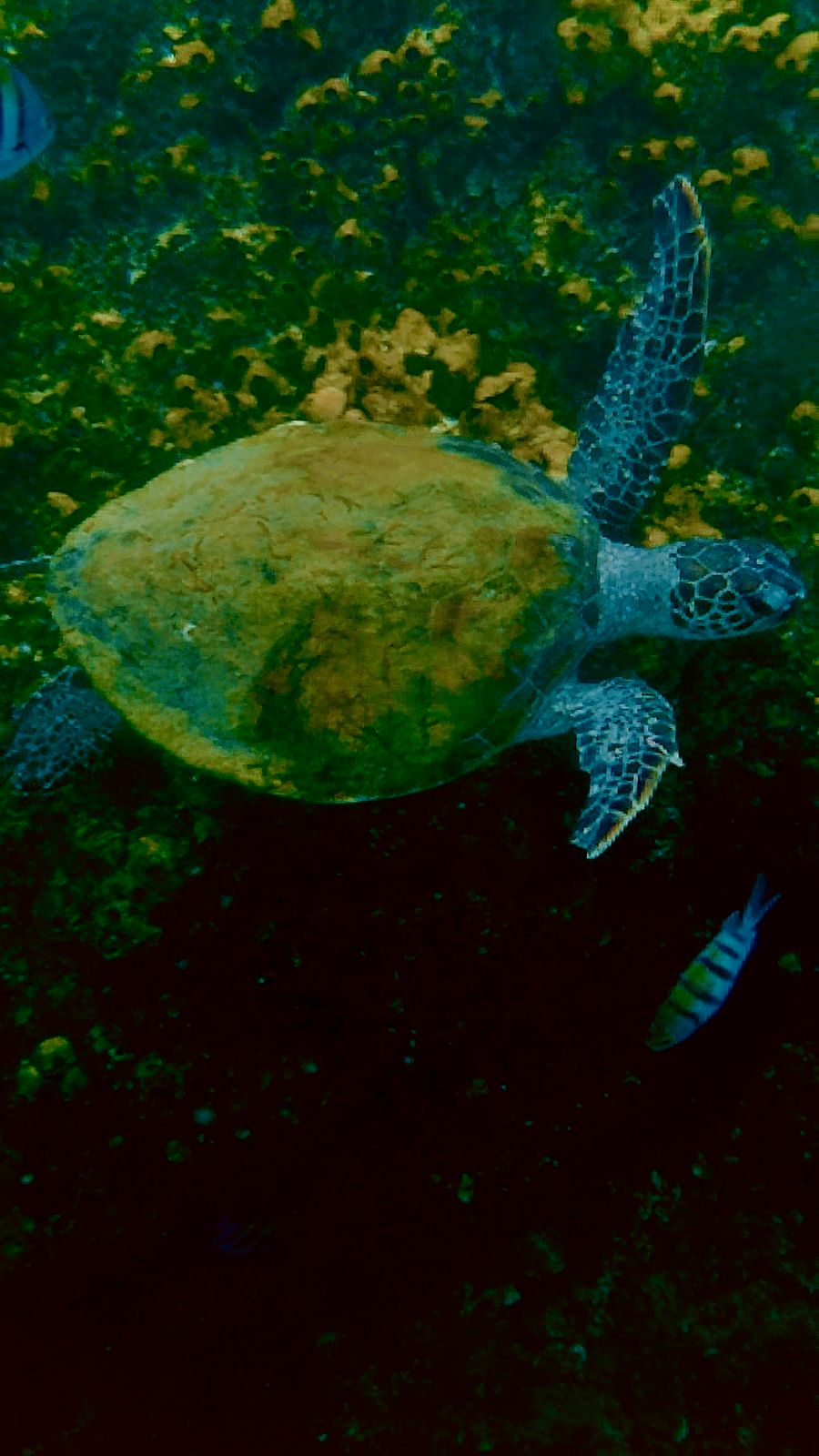 Sea turtle at Snoopy Island